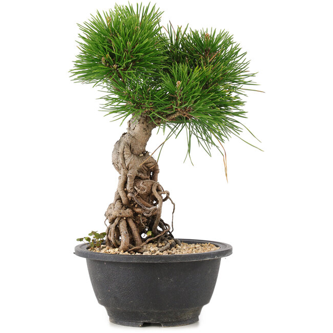Pinus thunbergii, 25 cm, ± 18 anni