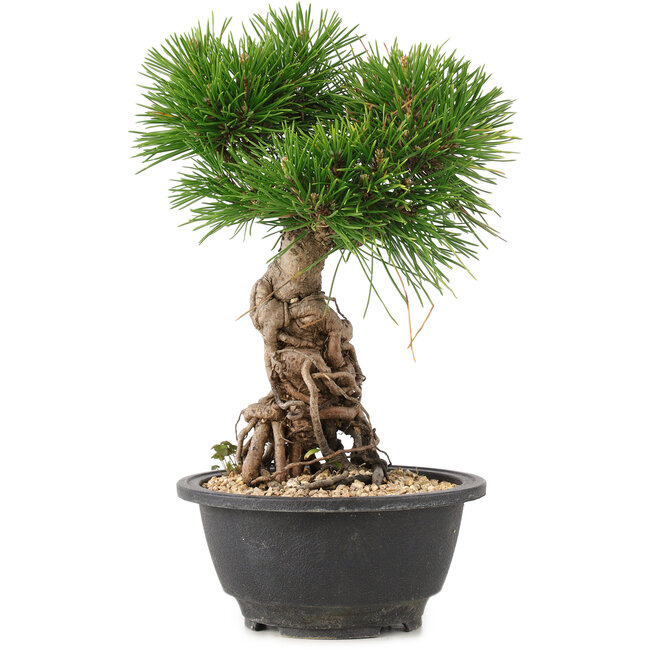 Pinus thunbergii, 25 cm, ± 18 jaar oud