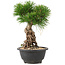 Pinus thunbergii, 25 cm, ± 18 years old