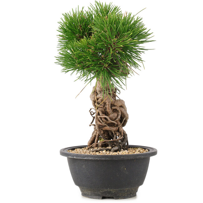Pinus thunbergii, 25 cm, ± 18 anni