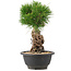 Pinus thunbergii, 25 cm, ± 18 años