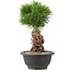 Pinus thunbergii, 25 cm, ± 18 years old