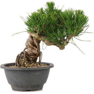 Pinus thunbergii, 17 cm, ± 18 jaar oud