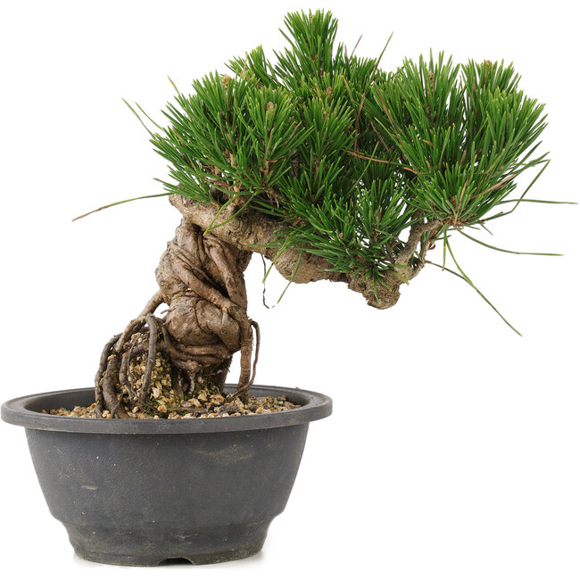 Pinus thunbergii, 17 cm, ± 18 años