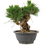 Pinus thunbergii, 17 cm, ± 18 años