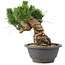 Pinus thunbergii, 17 cm, ± 18 ans