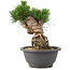 Pinus thunbergii, 17 cm, ± 18 ans