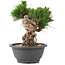 Pinus thunbergii, 17 cm, ± 18 anni