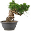 Pinus thunbergii, 17 cm, ± 18 anni