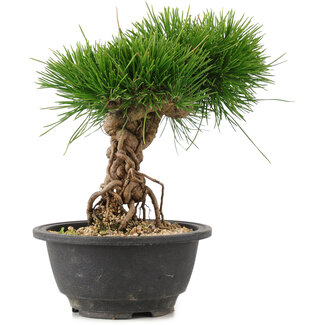 Pinus thunbergii, 22 cm, ± 18 jaar oud