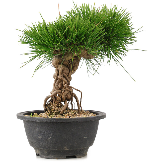 Pinus thunbergii, 22 cm, ± 18 años