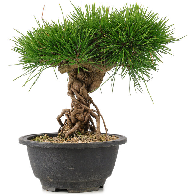 Pinus thunbergii, 22 cm, ± 18 años