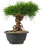 Pinus thunbergii, 22 cm, ± 18 ans