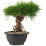 Pinus thunbergii, 22 cm, ± 18 Jahre alt