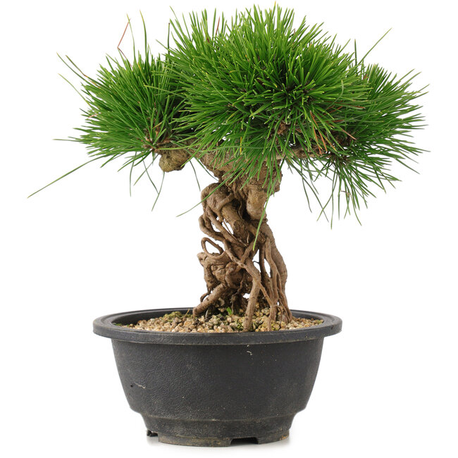 Pinus thunbergii, 22 cm, ± 18 Jahre alt