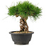 Pinus thunbergii, 22 cm, ± 18 años