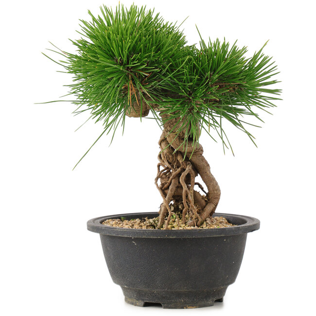 Pinus thunbergii, 22 cm, ± 18 anni
