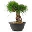 Pinus thunbergii, 22 cm, ± 18 years old