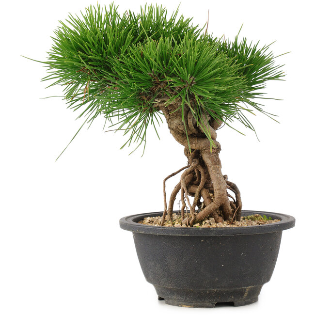 Pinus thunbergii, 22 cm, ± 18 anni