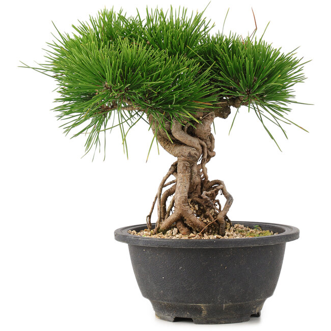 Pinus thunbergii, 22 cm, ± 18 years old