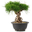 Pinus thunbergii, 22 cm, ± 18 jaar oud