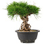Pinus thunbergii, 22 cm, ± 18 Jahre alt