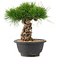 Pinus thunbergii, 22 cm, ± 18 ans