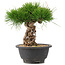 Pinus thunbergii, 22 cm, ± 18 Jahre alt