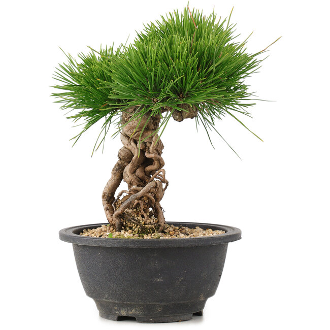 Pinus thunbergii, 22 cm, ± 18 años