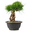 Pinus thunbergii, 22 cm, ± 18 jaar oud