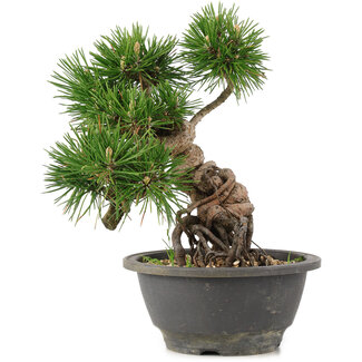 Pinus thunbergii, 23 cm, ± 18 jaar oud