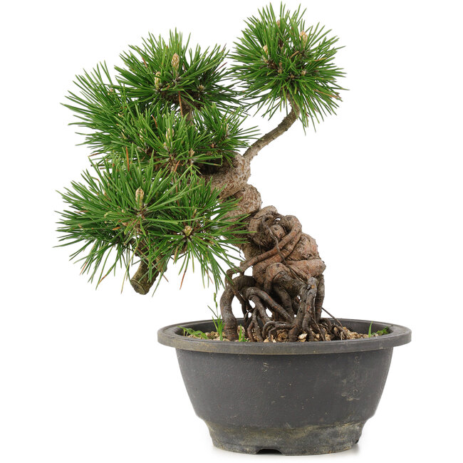 Pinus thunbergii, 23 cm, ± 18 anni