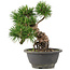 Pinus thunbergii, 23 cm, ± 18 jaar oud