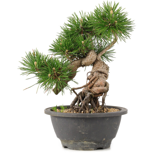 Pinus thunbergii, 23 cm, ± 18 años