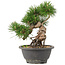 Pinus thunbergii, 23 cm, ± 18 jaar oud