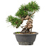 Pinus thunbergii, 23 cm, ± 18 years old