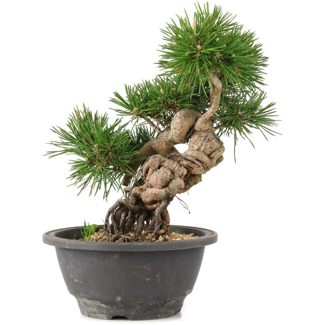 Pinus thunbergii, 23 cm, ± 18 años