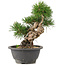 Pinus thunbergii, 23 cm, ± 18 años