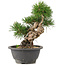 Pinus thunbergii, 23 cm, ± 18 jaar oud