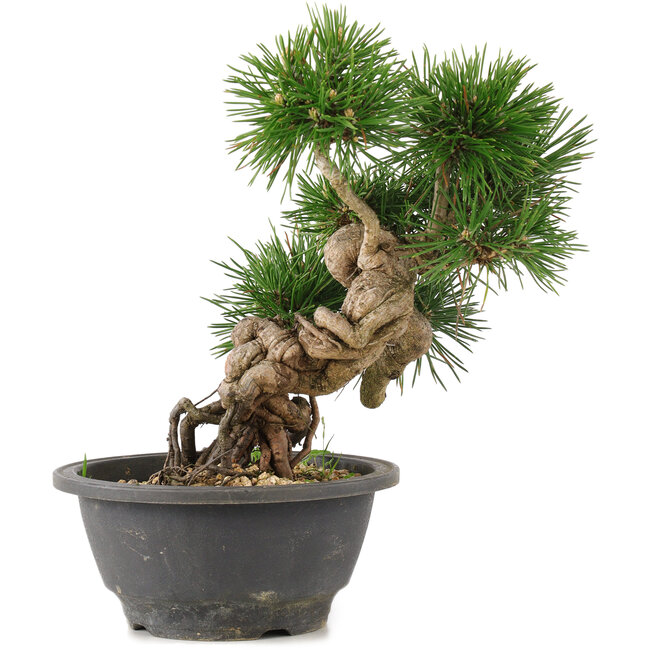 Pinus thunbergii, 23 cm, ± 18 anni