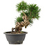 Pinus thunbergii, 23 cm, ± 18 jaar oud