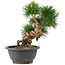 Pinus thunbergii, 23 cm, ± 18 Jahre alt