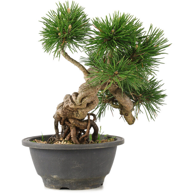 Pinus thunbergii, 23 cm, ± 18 años