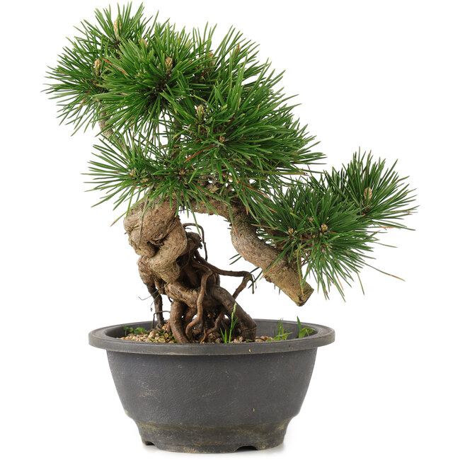 Pinus thunbergii, 23 cm, ± 18 jaar oud