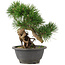 Pinus thunbergii, 23 cm, ± 18 anni