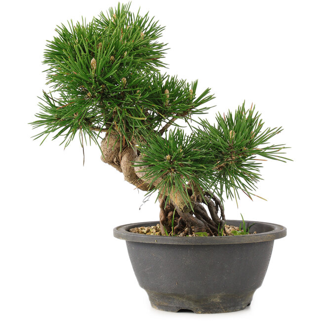 Pinus thunbergii, 23 cm, ± 18 años