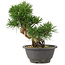 Pinus thunbergii, 23 cm, ± 18 jaar oud