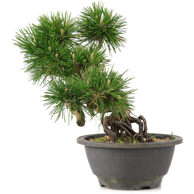 Pinus thunbergii, 23 cm, ± 18 anni