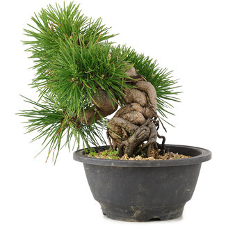 Pinus thunbergii, 19 cm, ± 18 años