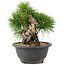 Pinus thunbergii, 19 cm, ± 18 años